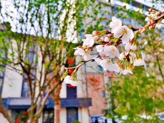 清明时节话养生 清明时节话养生