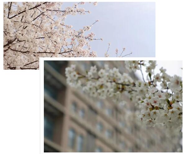 清明时节话养生 清明时节话养生