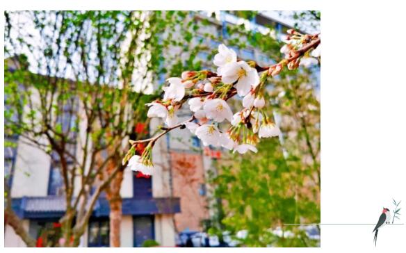 清明时节话养生 清明时节话养生