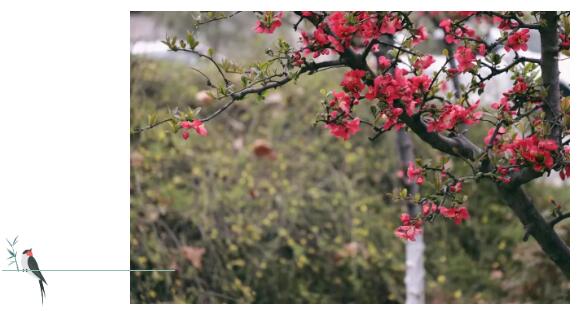 清明时节话养生 清明时节话养生