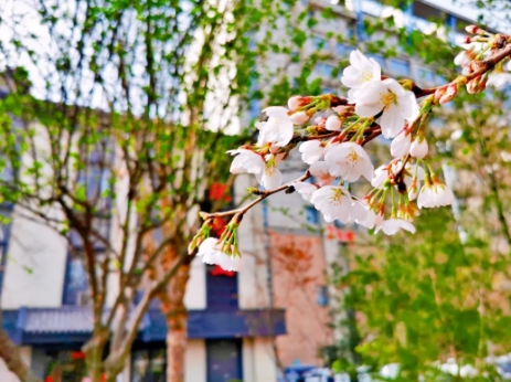 预防传染病 尽享好春光