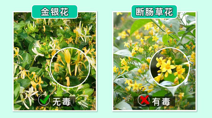 春天，吃野菜要当心