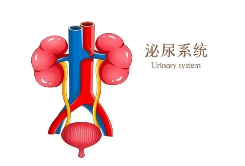 五院专家讲堂 | 泌尿系结核：隐匿的“尿路杀手”